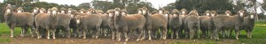 ramsgate poll merino rams